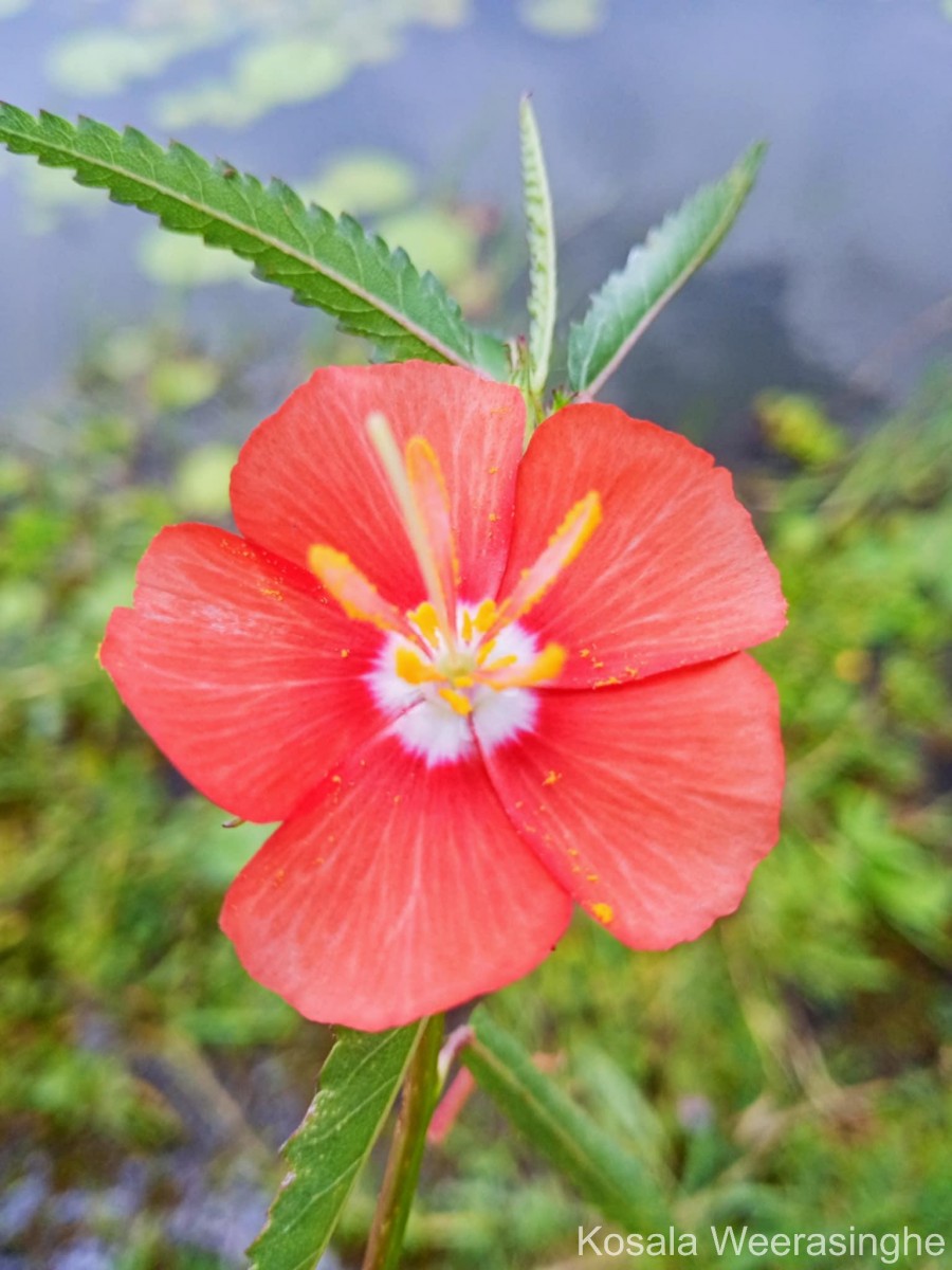 Pentapetes phoenicea L.